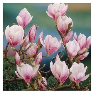 Saucer Magnolia Shrub/tree - 6-12" Tall Soulangeana Plant - Live Bush - Potted Seedling - 2.5" Pot - Magnolia X Soulangeana