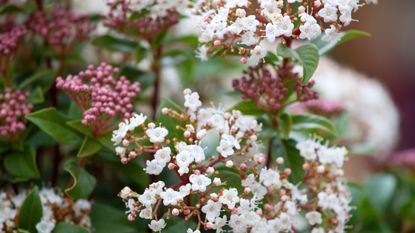 viburnum tinus winter plant