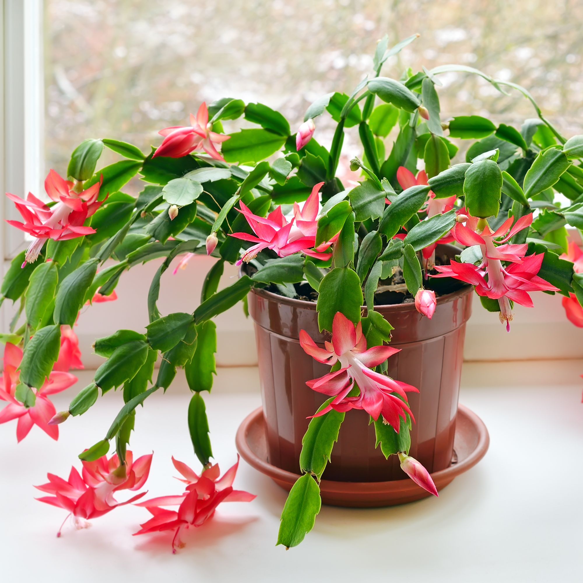 Christmas cactus