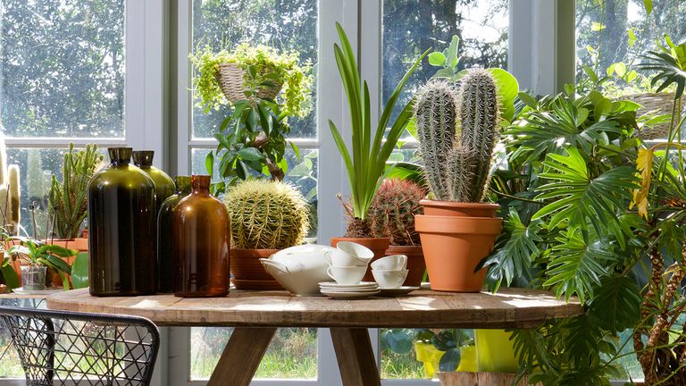 how to look after indoor plants