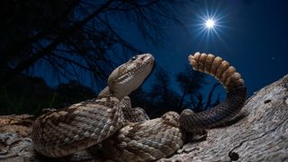 A coiled rattlesnake on a log at night under a bright, starry sky. The snake's rattle is raised, and the moon shines above, creating a tense atmosphere