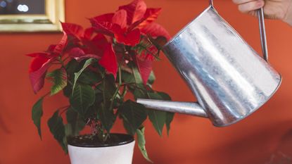 A hand watering a poinsettia with a metal watering can