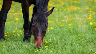 Horse grazing in field of buttercups