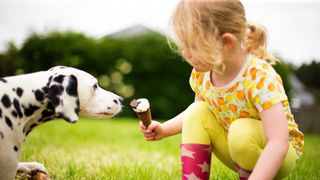 Dalmatian dog sniffing ice cream cone being held out by young girl