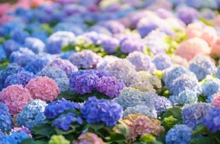 Closeup of field of colorful Hydrangea flower under sunlight