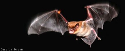 do bats travel in groups