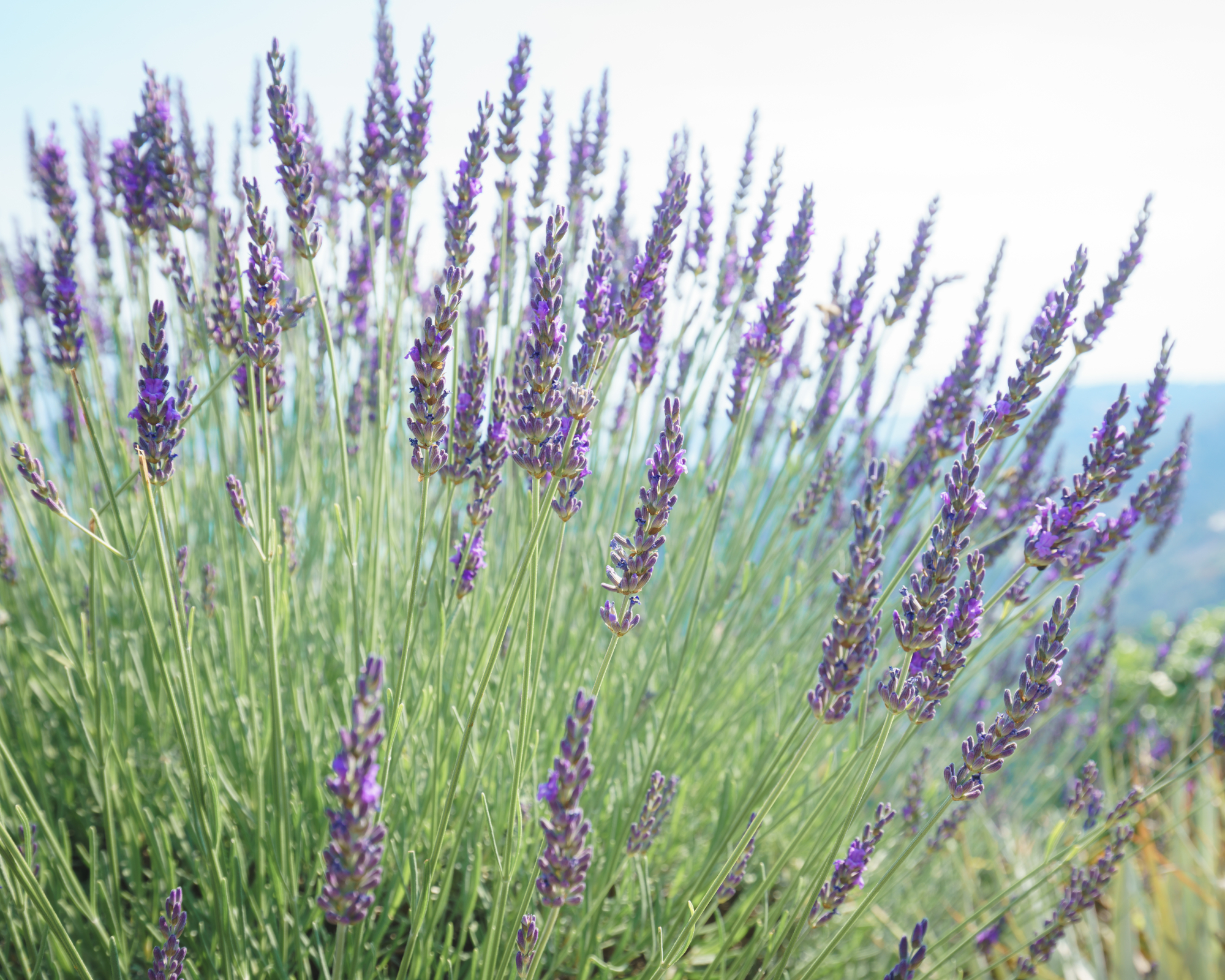 Lavandin type of lavender in field