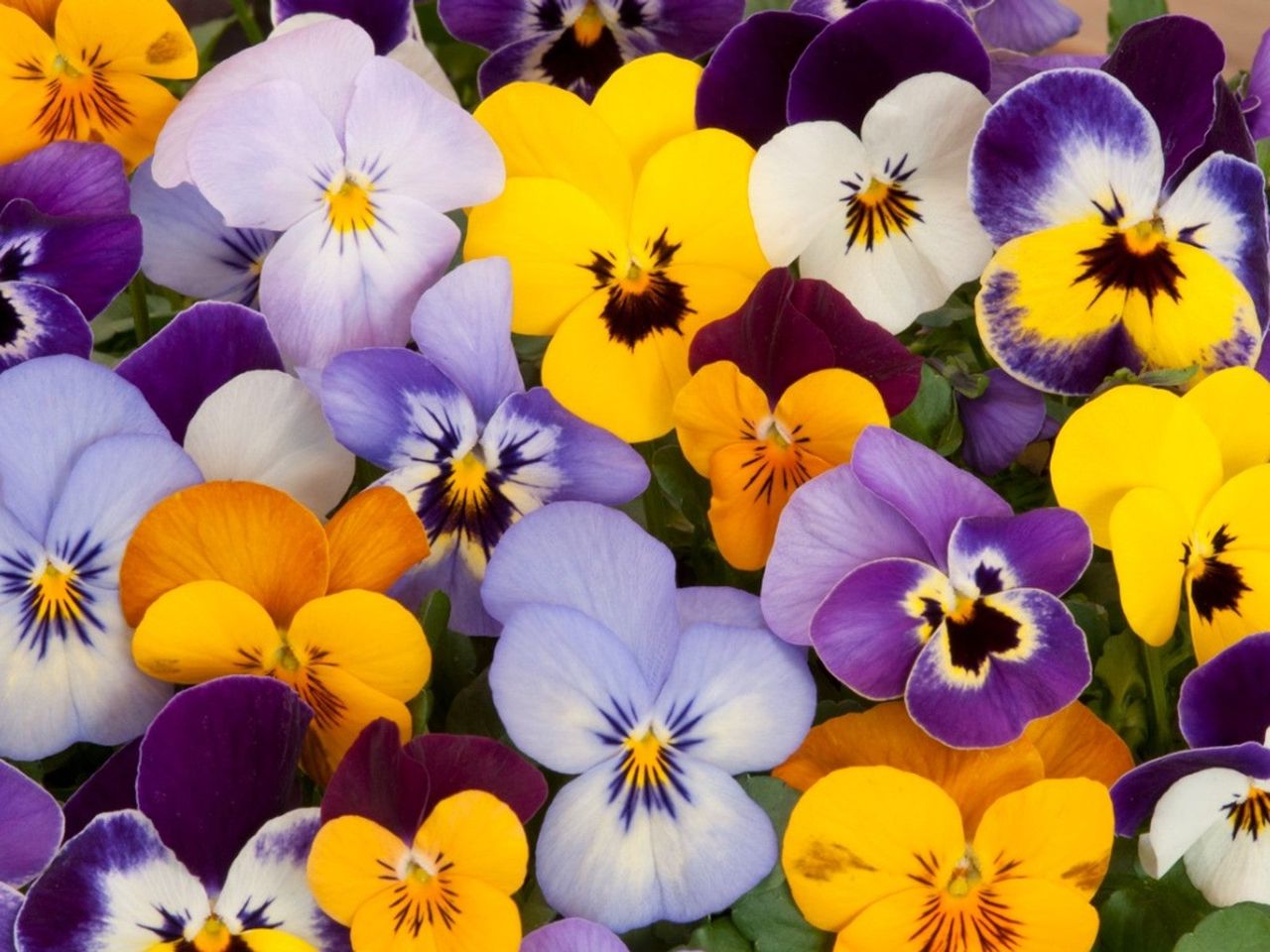 Beautiful Colorful Pansies