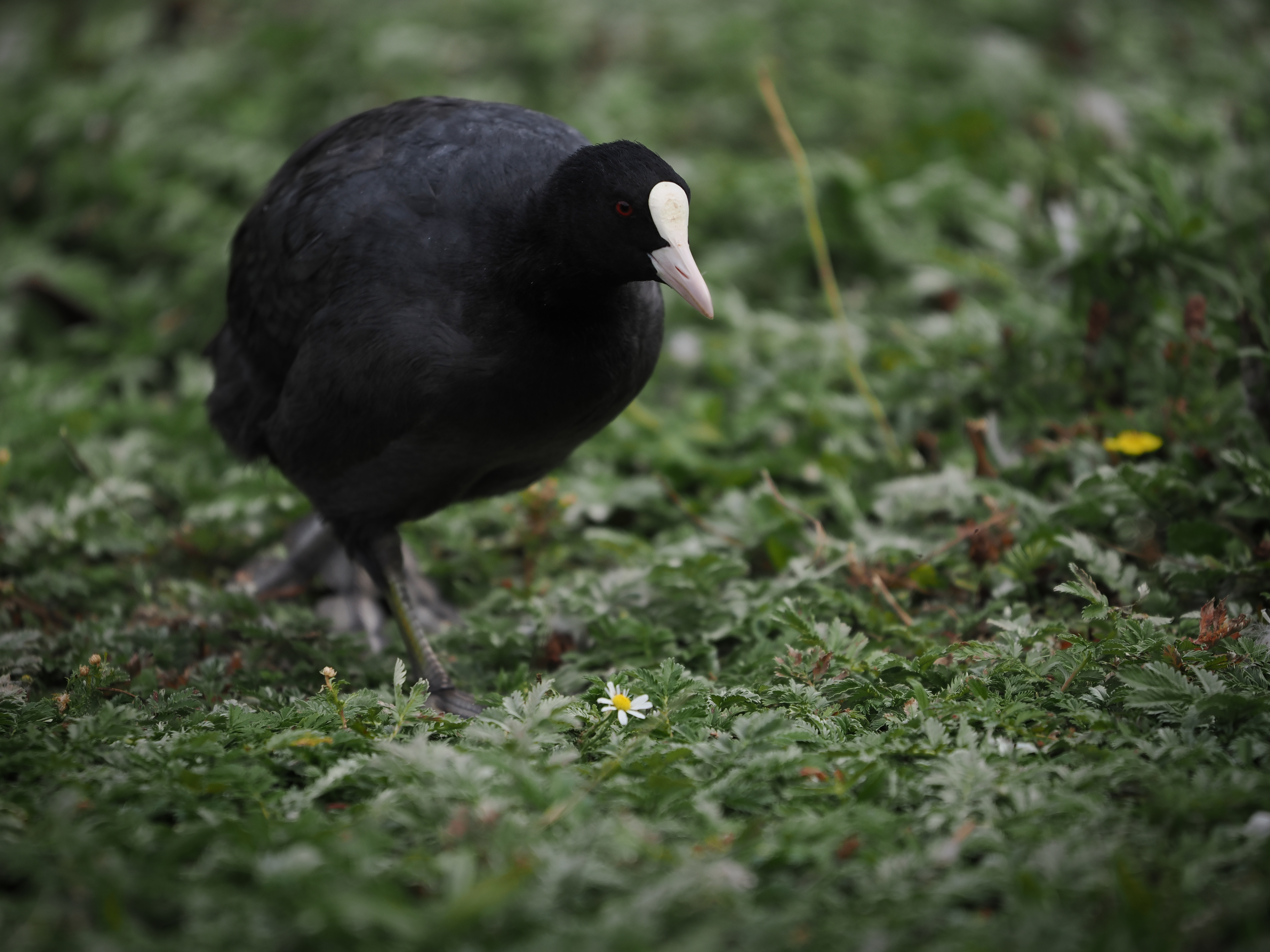 Sample bird photograph taken with the OM System M.Zuiko 50-200mm f/2.8 IS Pro on the OM System OM-1 Mark II