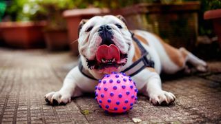 Dog stealing toys: Bulldog sat outside with pink ball
