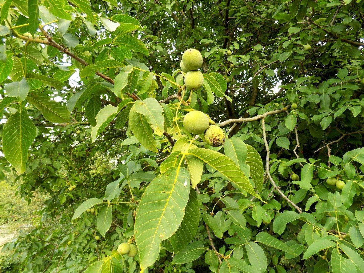 zone 5 nut tree