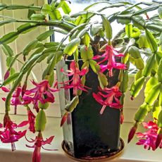 Christmas cactus in flower on windowsill