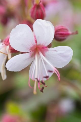 Big-root cranesbill (Geranium macrorrhizum)