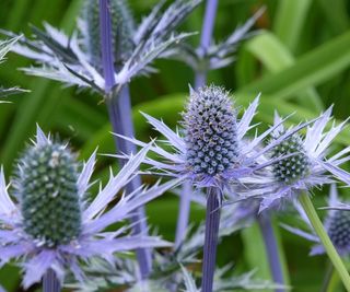 Eryngium x zabelii, or sea holly Big Blue