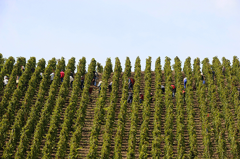 000009c8f-Cote_Rotie_2013_Harvest_AFP_Philippe_Desmazes_LightBox.jpg