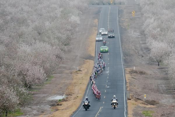 The remainder of the men's field is strung out nearly single-file thorugh the almond orchards by Bissell Pro Cycling.