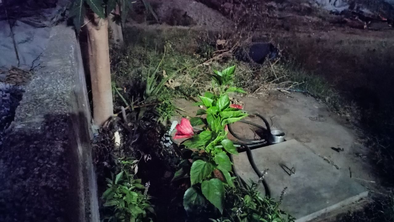 Realme 8 camera samples