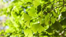 Ginkgo tree with green delicate foliage