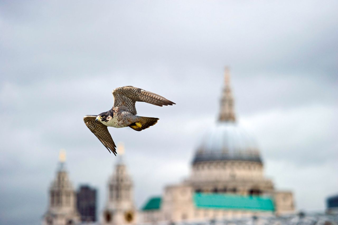 Scouring the City’s mean streets for prey: an elegant peregrine falcon near St Paul’s.