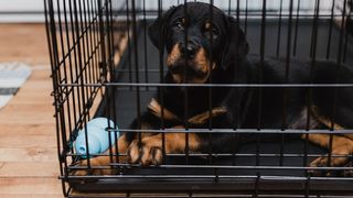 How to stop my puppy clearance from pooping in his crate