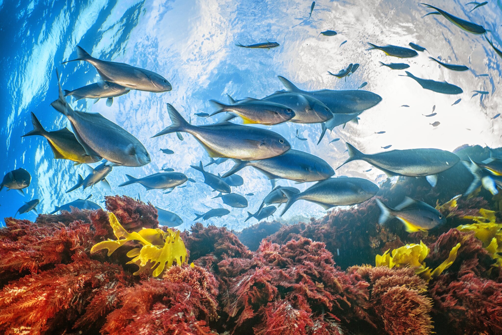 marine life
