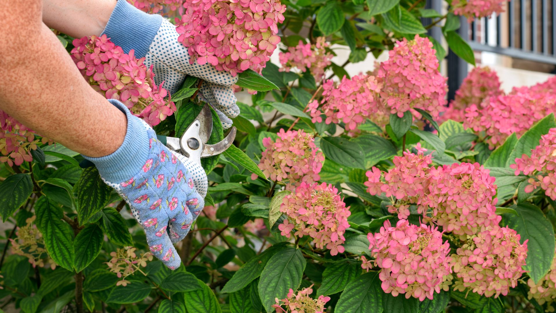 picture of woman pruning pink hydrangeas with gardening gloves