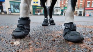 Warning to pet owners: Dog wearing protective shoes to walk on gritted pavement