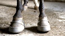 Tennessee-walking-horses1.jpg