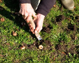 Planting crocus corms where they have been scattered on a lawn