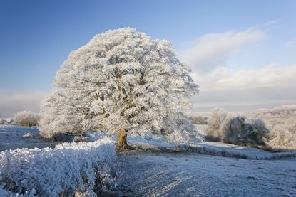 Snow covered tree on Downham Hill, Uley, Gloucestershire,