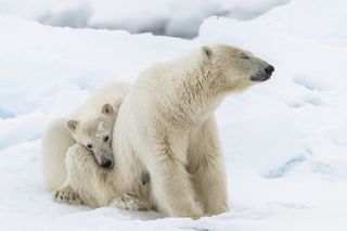 A polar bear cub snuggles up to its mother as they stand in the snow in Frozen Planet II.
