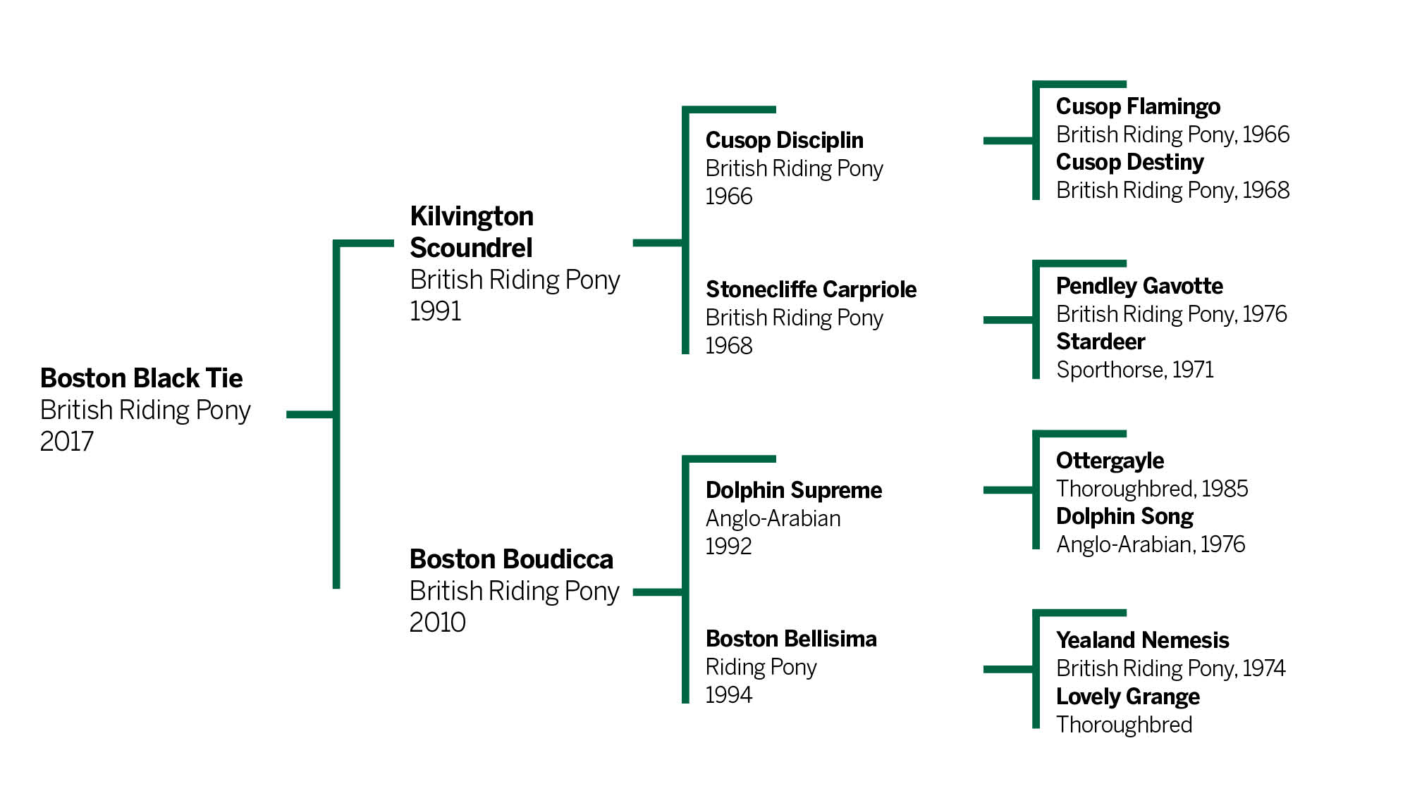 Boston Black Tie&amp;rsquo;s breeding pedigree chart