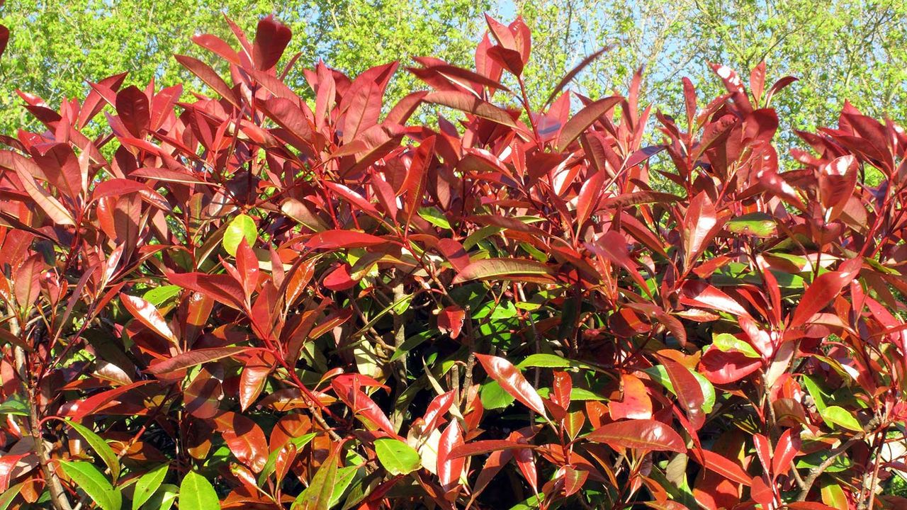 Photinia x fraseri bush commonly known as Red Robin