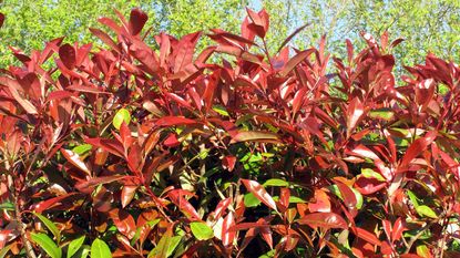 10 Photinia Red Robin Hedging Plants 25-30cm Bushy, 50% OFF