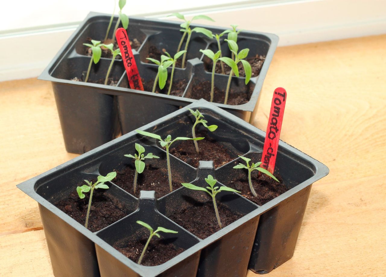 Trays Of Individually Potted Sprouded Seedlings