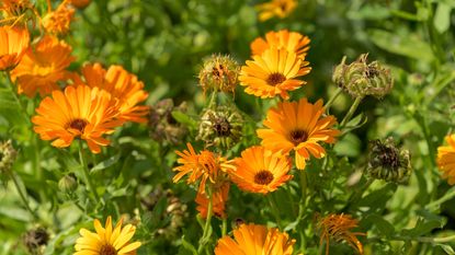 Orange calendula flowers with green seed pods developing