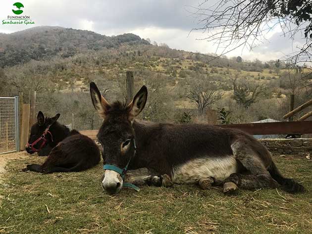 Donkeys after rescue