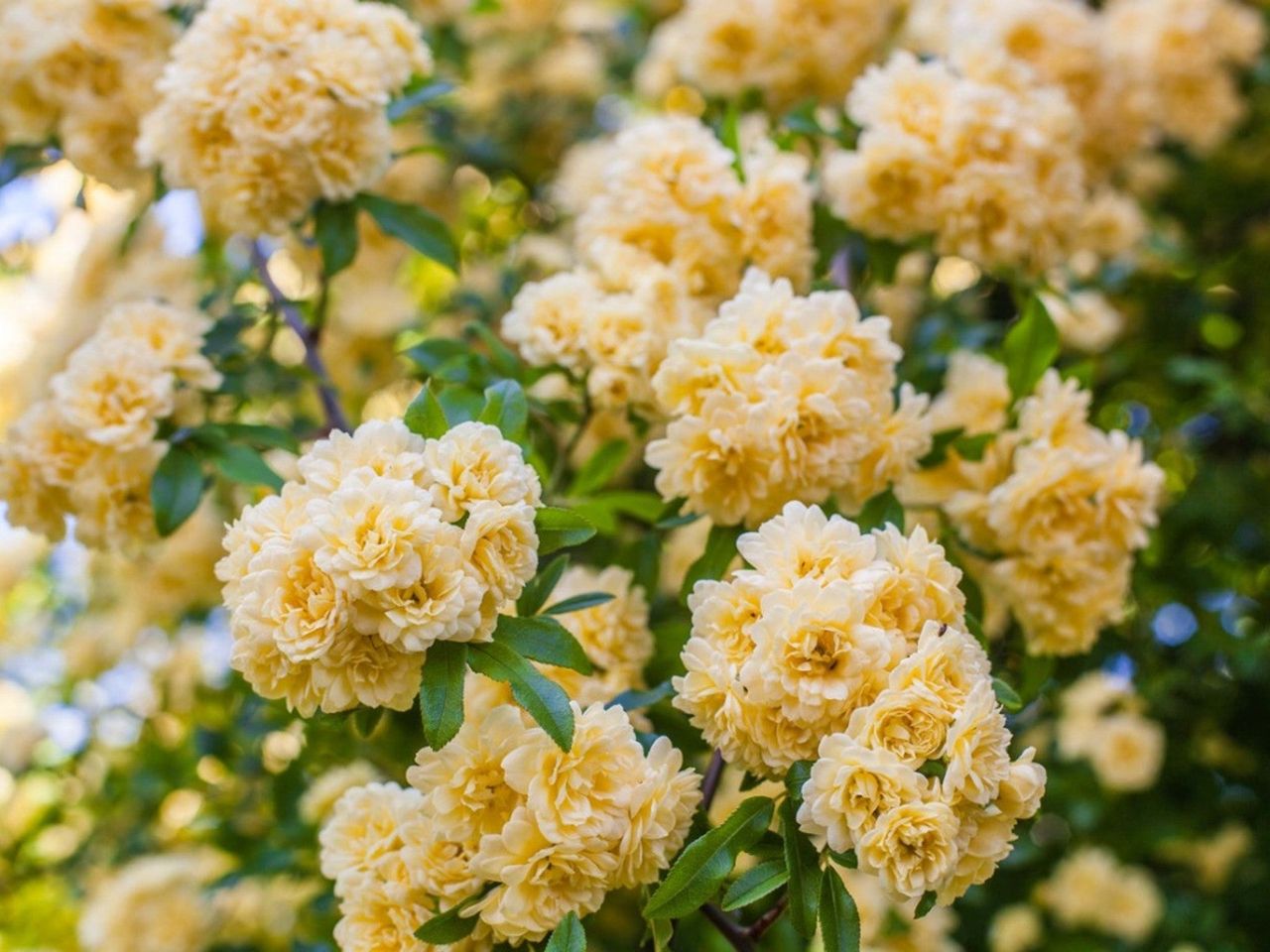 A myriad of small pale yellow roses blooming on a rose bush