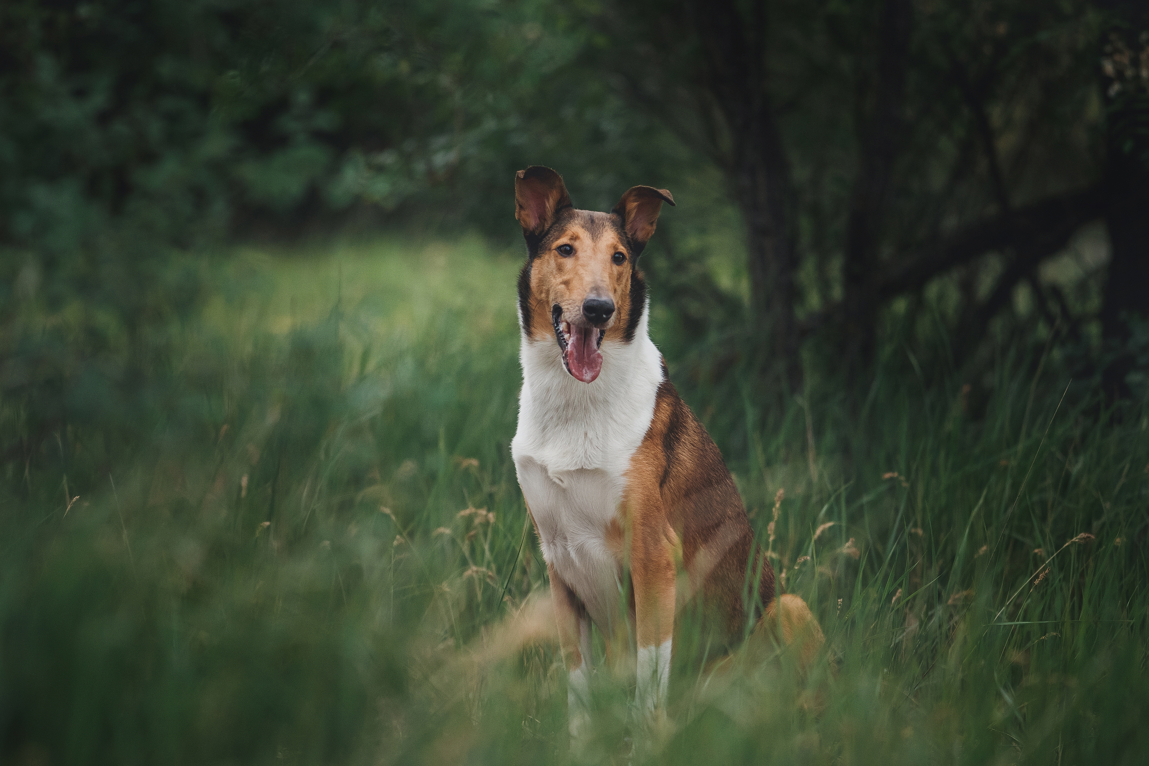 A sable-and-white Smooth Collie sits in tall grass with its mouth open and tongue out, surrounded by a woodland backdrop.