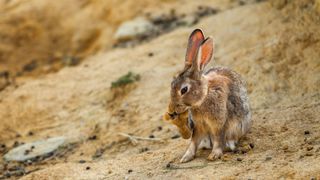 Wild rabbit eating in the desert