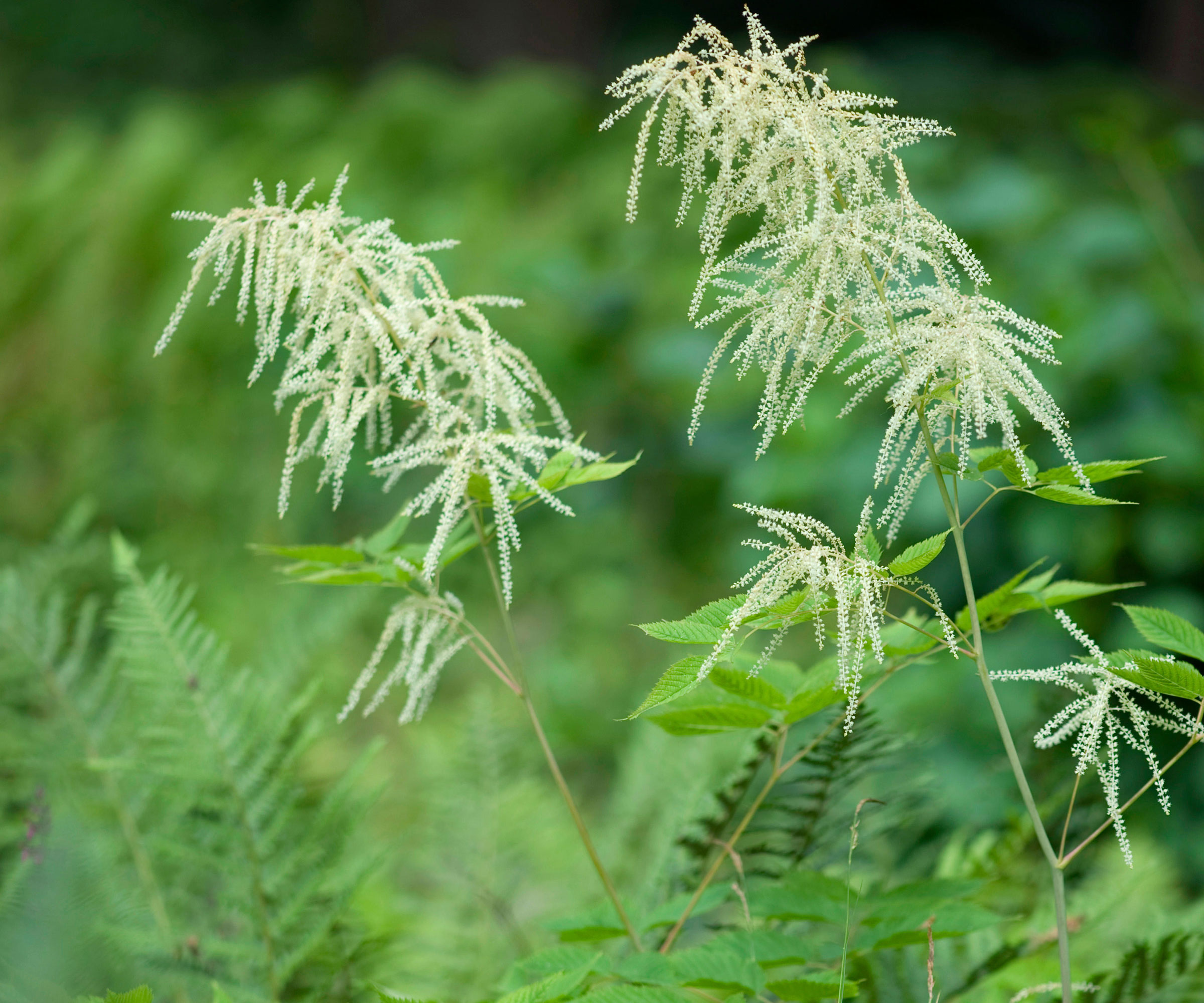 white flowers and foliage of goatsbeard (Aruncus dioicus)