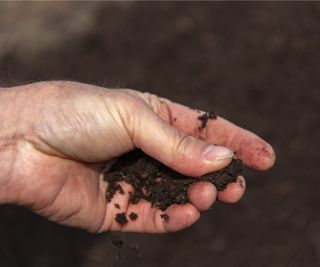 Compost in hand