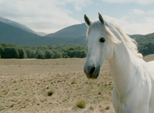 shadowfax.jpg