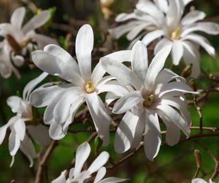 Magnolia stellata with white flowers