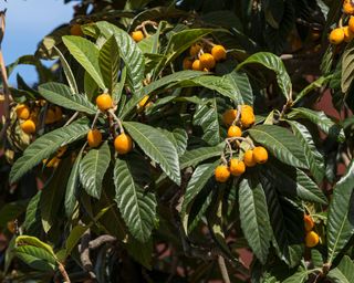 Loquat (Eriobotrya japonica) fruits