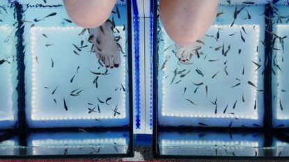 Low Section Of Woman Receiving Fish Pedicure