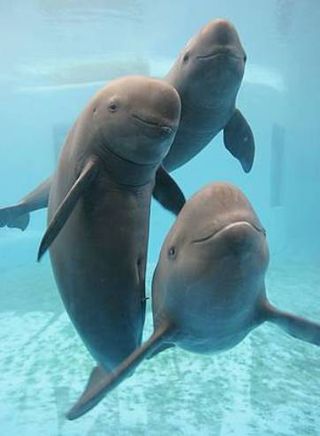 The Yangtze finless porpoise. 