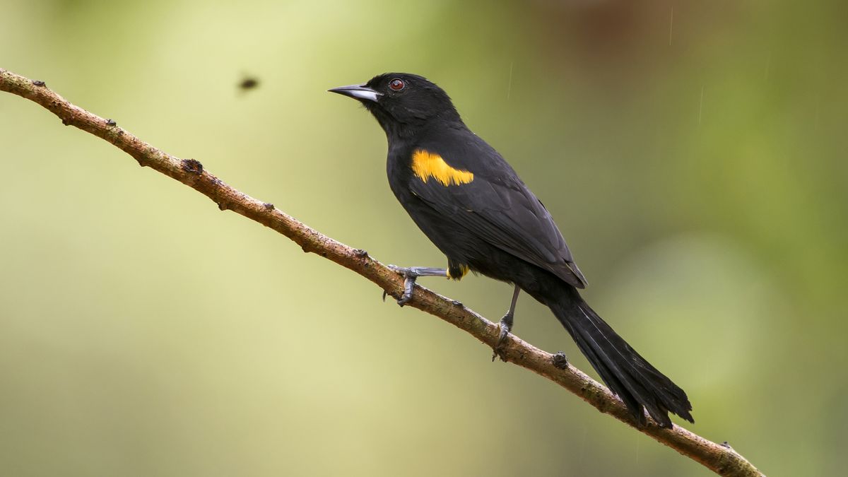 Variable Oriole photographed in Linhares, Espirito Santo. Southeast of Brazil. Atlantic Forest Biome. Picture made in 2013.