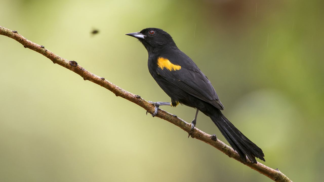 Variable Oriole photographed in Linhares, Espirito Santo. Southeast of Brazil. Atlantic Forest Biome. Picture made in 2013.