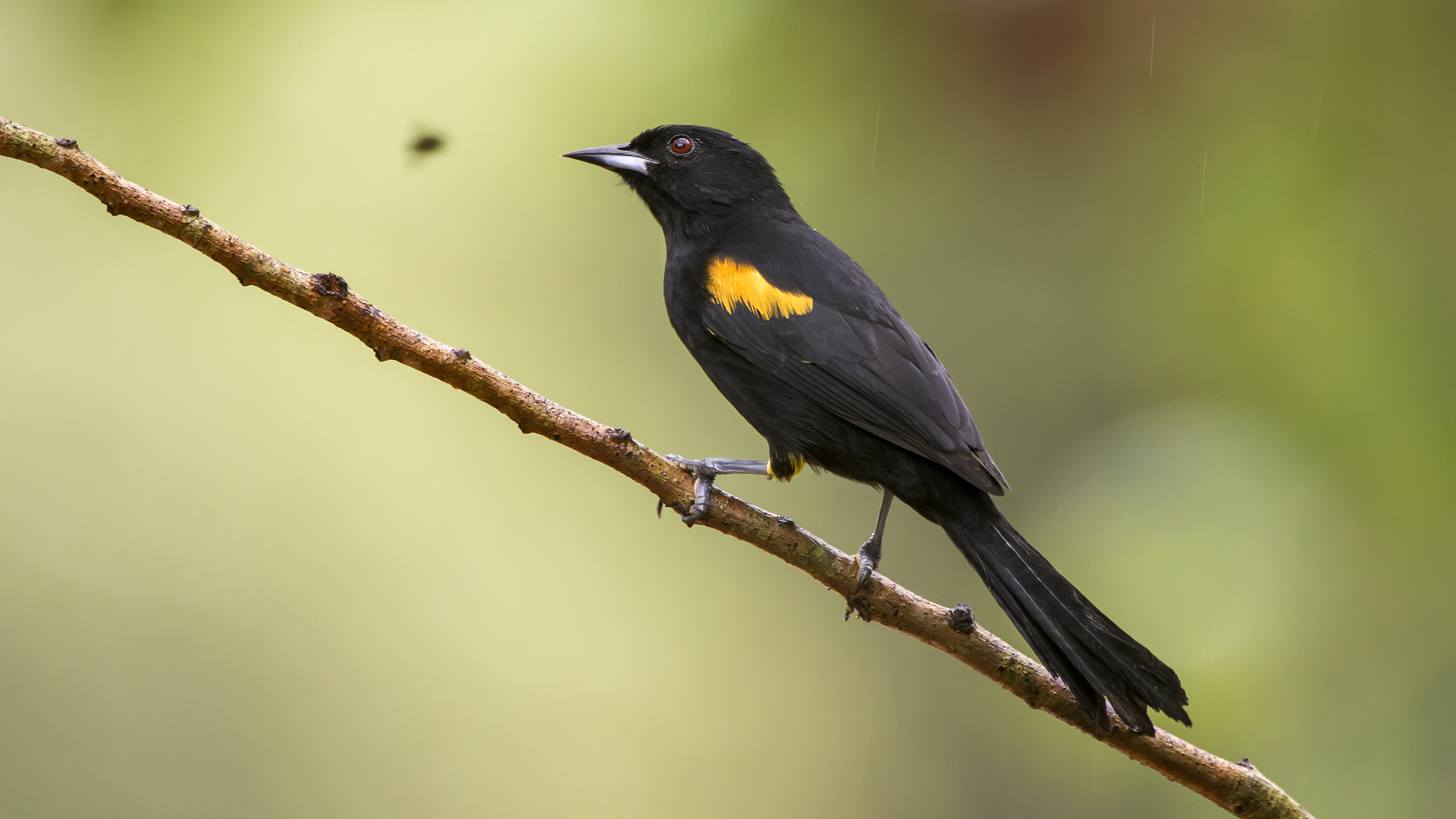 Variable Oriole photographed in Linhares, Espirito Santo. Southeast of Brazil. Atlantic Forest Biome. Picture made in 2013.